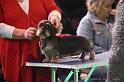 Crufts2011_2 616